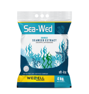 Sea Weed G