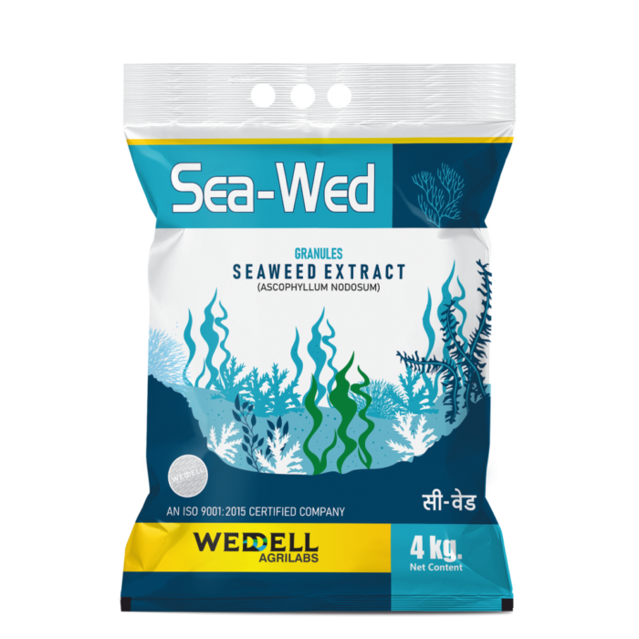 sea wed g
